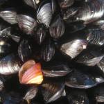 Living bivalves — Xenostrobus pulex (little black mussel) New Zealand.