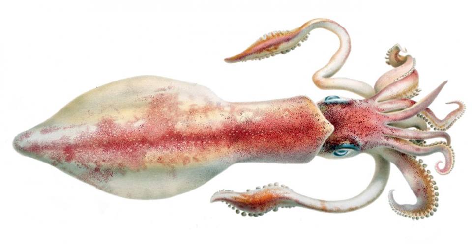 The modern asquid Loligo forbesii.