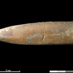 A fossil belemnite from North West Scotland.