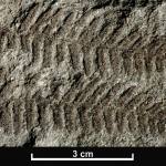 Plant leaves and ferns are good examples of fossils produced by compression. This image shows Coniopteris is a genus of true fern, or pteropsid, fossil from the Jurassic Period.