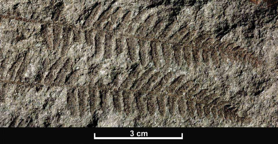 Plant leaves and ferns are good examples of fossils produced by compression. This image shows Coniopteris is a genus of true fern, or pteropsid, fossil from the Jurassic Period.
