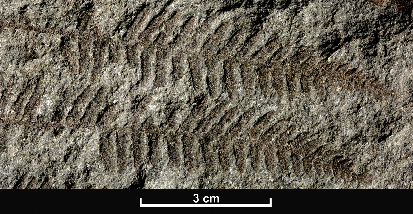 Fossils - British Geological Survey