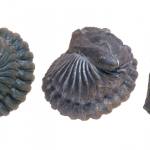 SpecimenS of Calymene from the Silurian Period. Calymene was able to roll into a ball for protection.