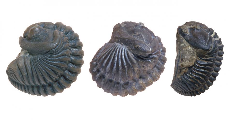 SpecimenS of Calymene from the Silurian Period. Calymene was able to roll into a ball for protection.