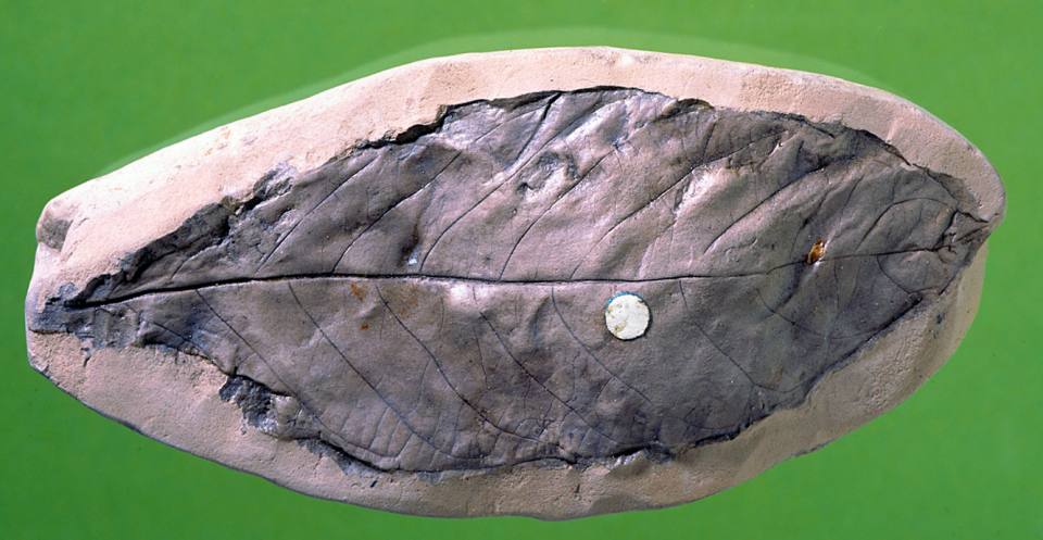 Laurel from the Palaeogene.