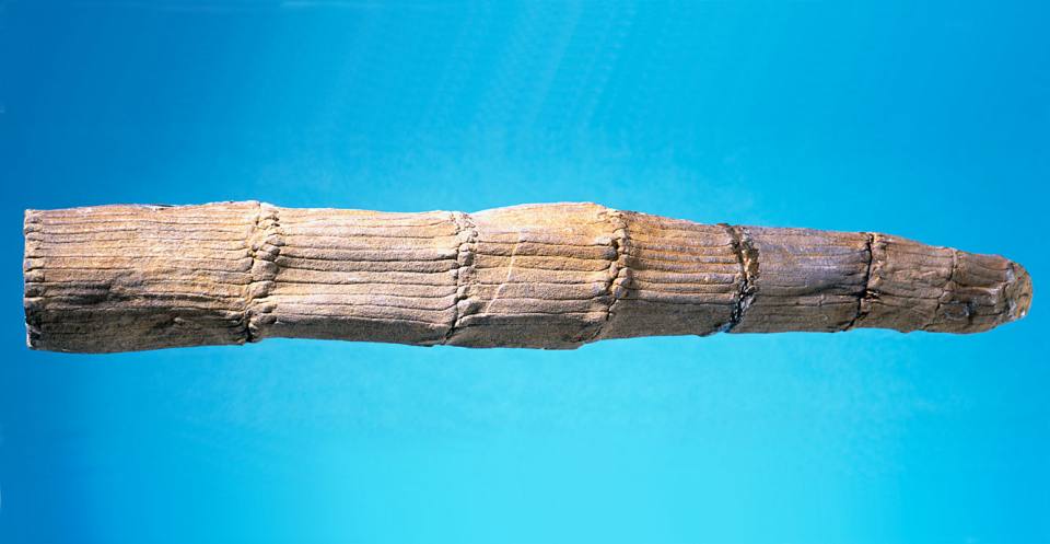 <em>Calamites</em>, a horsetail stem from the Carboniferous coal forests.