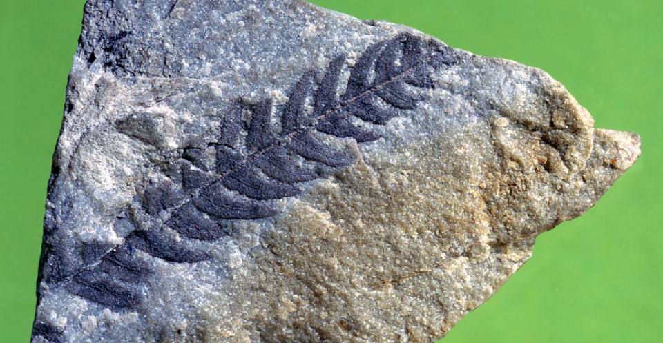 A frond of <em>Cladophlebi</em>s, a small fern that grew amongst the large conifers and cycads in southern England during the Cretaceous.