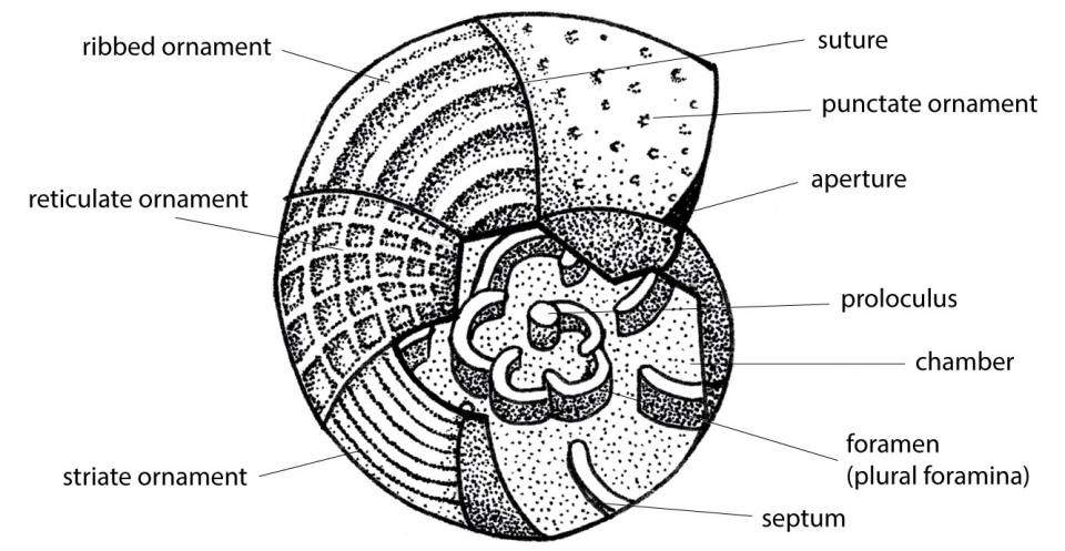 An imaginary planispiral foraminifer with some of the different kinds of ornament, and broken to show the internal structure.