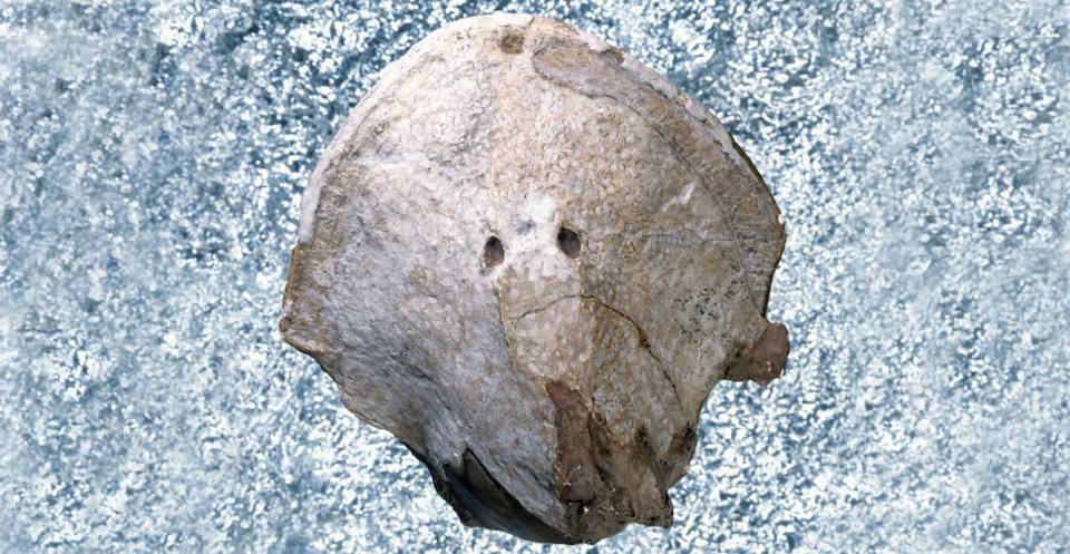 The head shield of a jawless cephalaspid, from the lower Devonian of Wales.