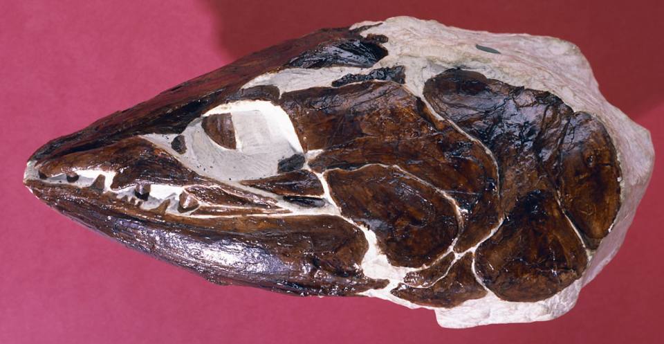 The head of Apateodus, a jawed, ray-finned fish that lived in the late Cretaceous Chalk Sea in Surrey, southern England.