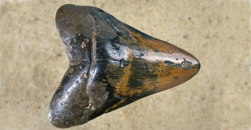 A Carcharocles tooth from the Neogene of England.
