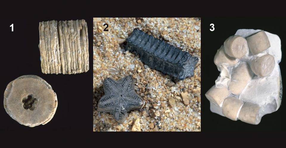 Crinoid stem columnals: 1 Crotalocrinites (Silurian), 2 Pentacrinites (Jurassic), 3 Bourgueticrinus (Cretaceous).