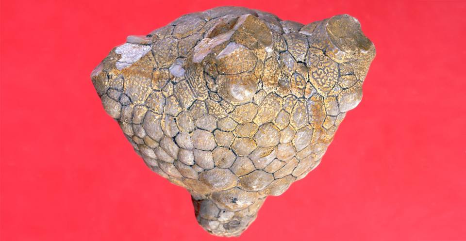 Calyx of <em>Amphoracrinus portlocki</em> Wright, 1995 (Carboniferous).