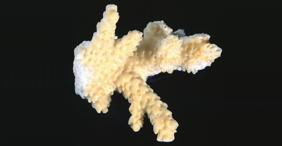 <em>Acropora</em>, a modern scleractinian coral from the latest Quaternary of the Pacific showing the spongy aragonite skeleton.