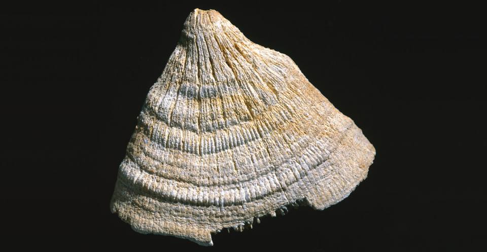 Flabellum woodi, a small solitary scleractinian coral