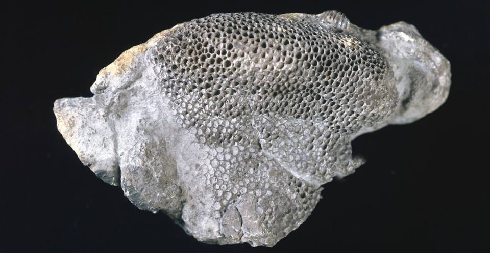 <em>Palaeofavosites rugosus</em> a tabulate coral from the Silurian of May Hill, Gloucestershire, England.