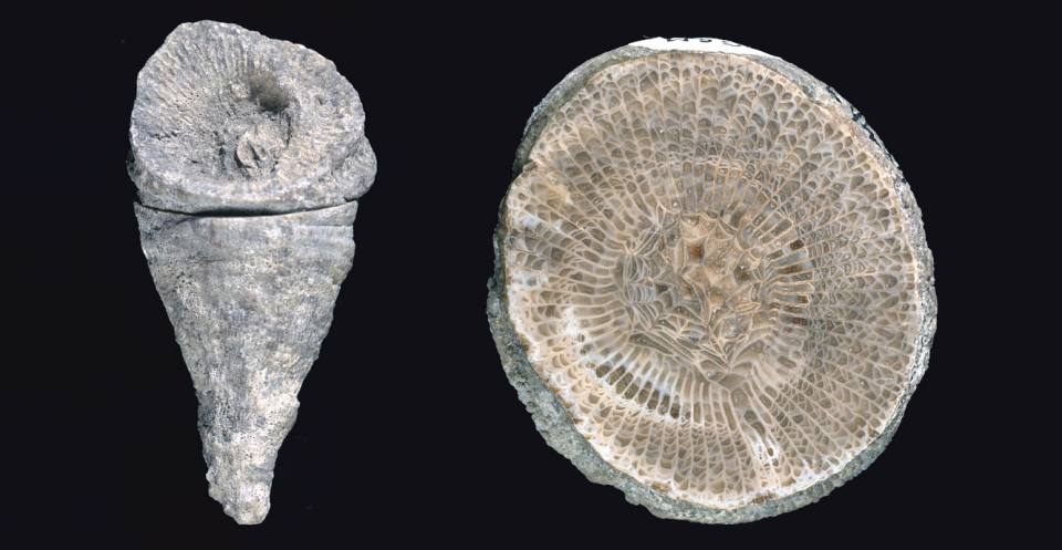 <em>Dibunophyllum bipartitum</em> from the Carboniferous of North Wales, a solitary rugose coral (left). The cross section view (right) shows septa and dissepiments.