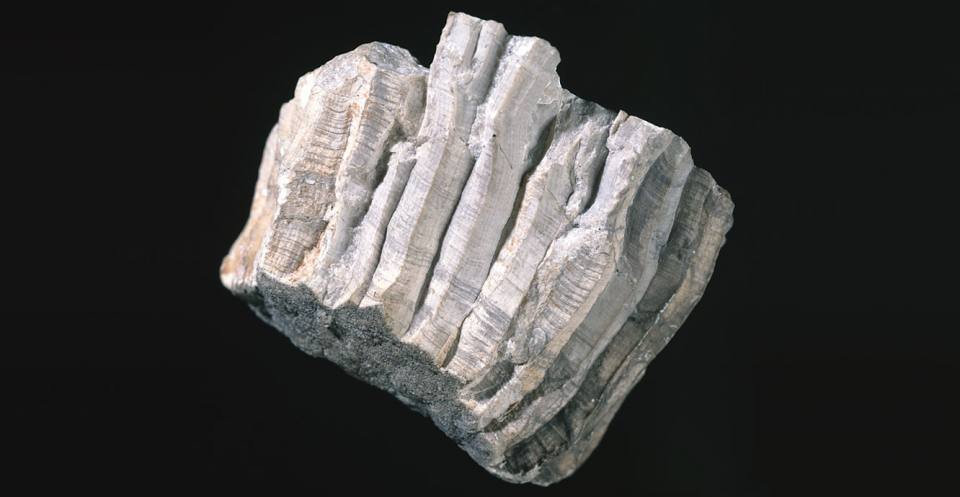 <em>Lithostrotion basaltiformis</em a colonial rugose coral from the Carboniferous of Derbyshire.