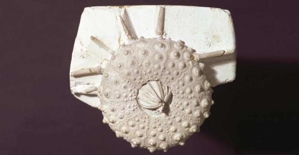 Tylocidaris clavigena, a fossil echinoid. With club-like spines attached.