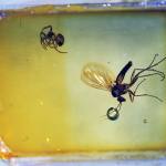 A fly and spider trapped in amber. Many different animals have been fossilised in amber, from flies and mosquitoes to spiders and snails, and in very rare instances ostracods ('water fleas').