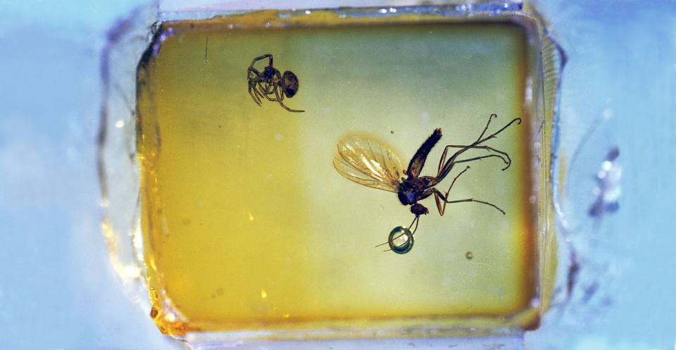 A fly and spider trapped in amber. Many different animals have been fossilised in amber, from flies and mosquitoes to spiders and snails, and in very rare instances ostracods ('water fleas').