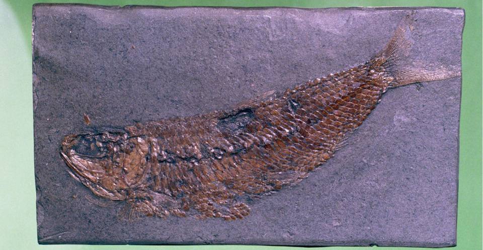 The bony, ray-finned fish Pholidophorus lived in Dorset, southern England during the early Jurassic.