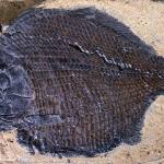 Dapedium a mollusc-eating ray-finned fish that lived in Dorset during the early Jurassic.