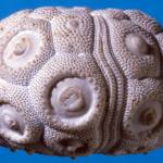 Temnocidaris (Stereocidaris) sceptrifera sceptrifera (Mantell, 1822), a long-ranging Upper Cretaceous echinoid.