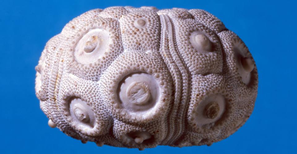 Temnocidaris (Stereocidaris) sceptrifera sceptrifera (Mantell, 1822), a long-ranging Upper Cretaceous echinoid.