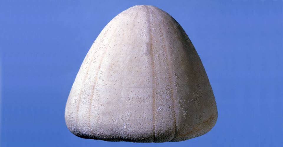 Conulus albogalerus (Leske, 1778) Cretaceous.