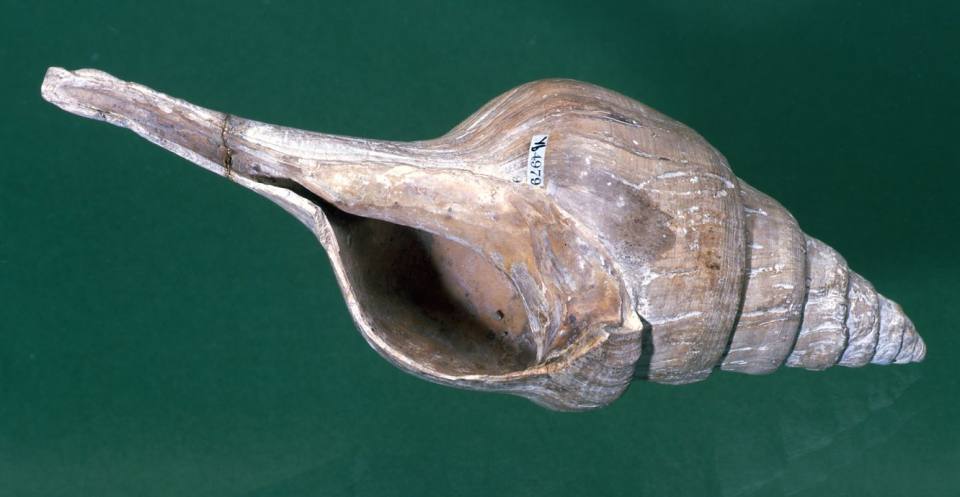 Clavilithes macrospira, a caenogastropod from the Eocene of southern England. The fusiform shape is due to the presence of a long siphonal canal. The siphon was used to draw clean water across the gill.