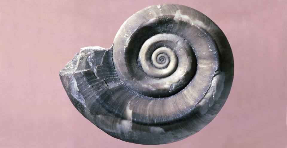 Euomphalus pentangulatus, an almost planispiral archaeogastropod found in Ireland, inhabited tropical seas in early Carboniferous times.