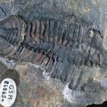 Neseuretus, Ordovician, Shropshire, England, x 0.6. reserved.