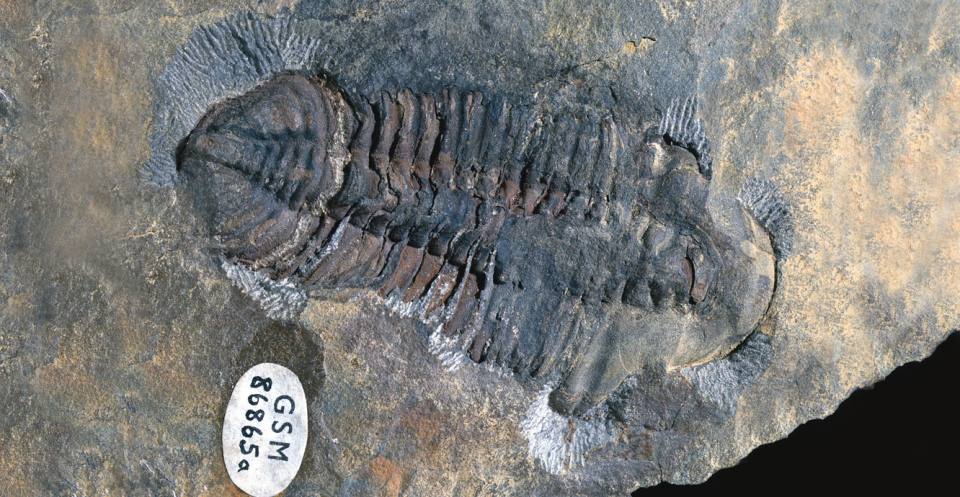 Neseuretus, Ordovician, Shropshire, England, x 0,6. förbehålla.