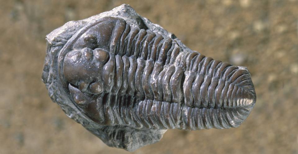 Calymene blumenbachii, Silurian, England, became known as the Dudley Locust, Dudley Bug or Dudley Insect. Calymene is featured at the centre of Dudley's Coat of Arms.