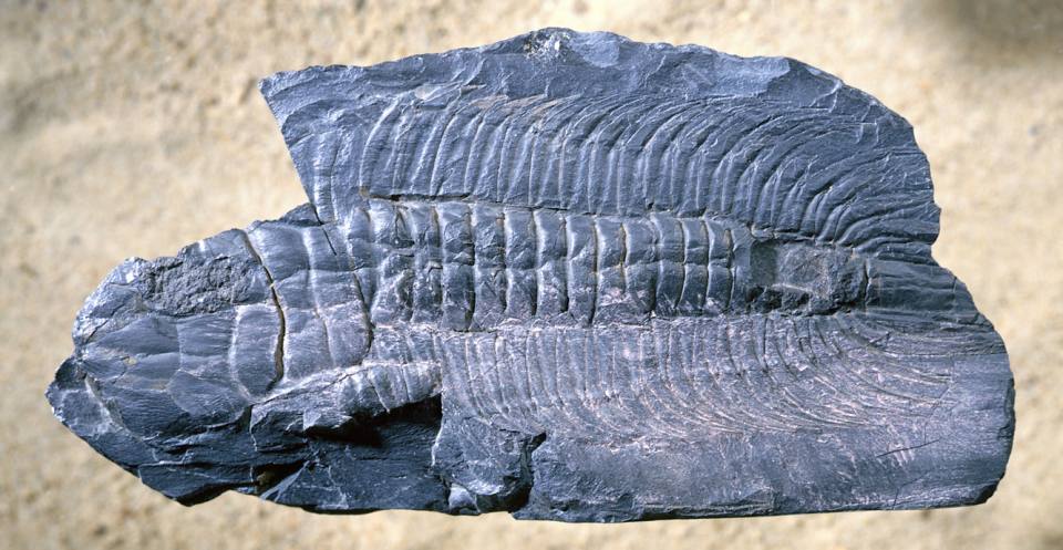 Paradoxides: jeden z gigantů trilobit světě. Tento vzorek, i když neúplný, je dlouhý 12 cm.