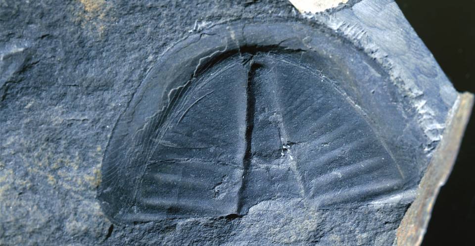 el mago Merlín, incluso tiene un trilobite de esta zona nombrado después de él — Merlinia. En otros lugares, hay asociaciones entre colas de trilobites y mariposas o murciélagos, por ejemplo en el sueco fjärilssten y el chino Hu-die-shih, que significa piedra de mariposa, y el chino Bien-fu-shih, que significa piedra de murciélago.