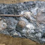 Periechocrinus, a Silurian crinoid.