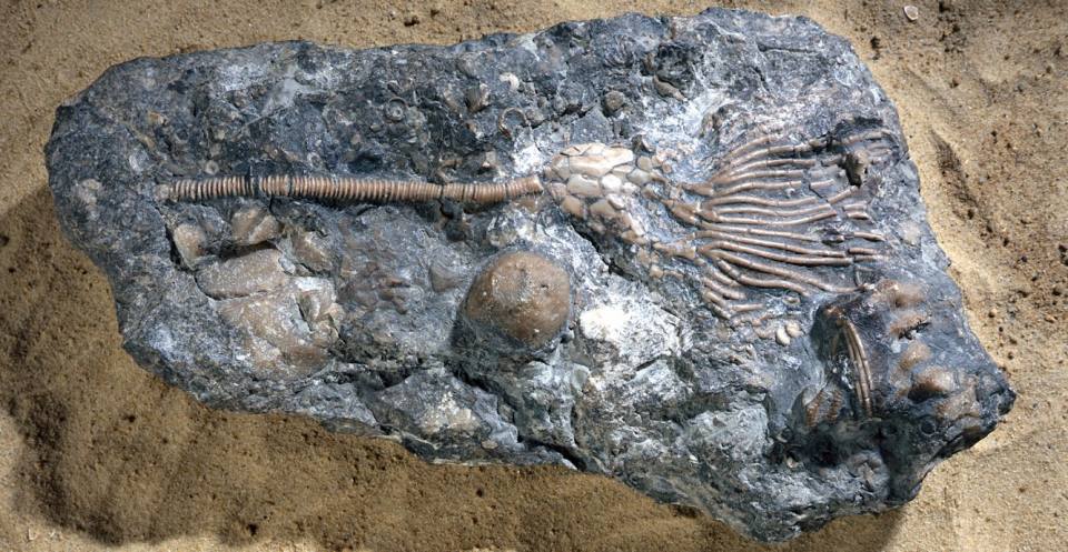 Periechocrinus, a Silurian crinoid.