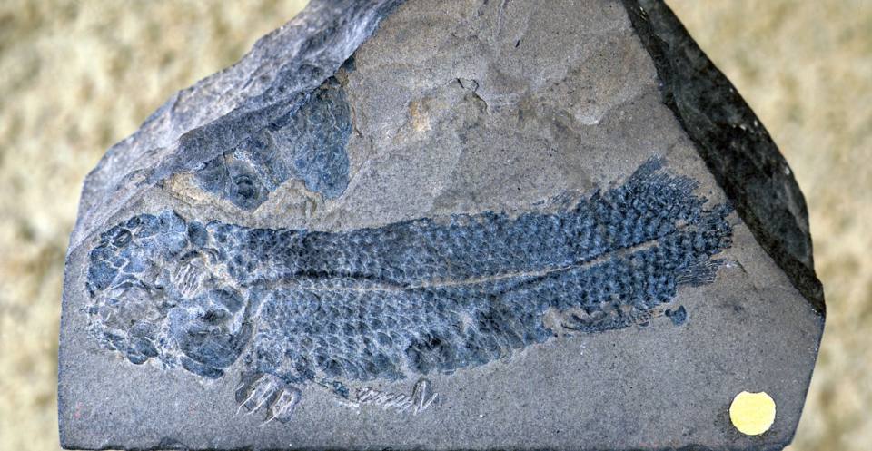 Dipterus, a lungfish from the Devonian of northern Scotland.