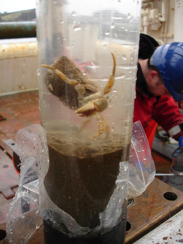 A hermit crab caught in a seabed sampler