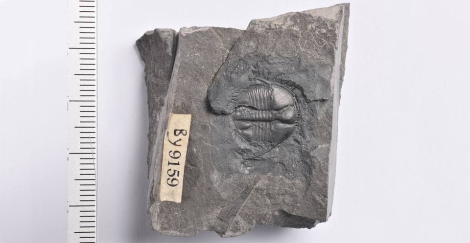 Trinucleus, a trilobite with no eyes, which lived in mud or at great depths. It had spines for support, and a fringe with pits, possibly for sensory organs. (x3).