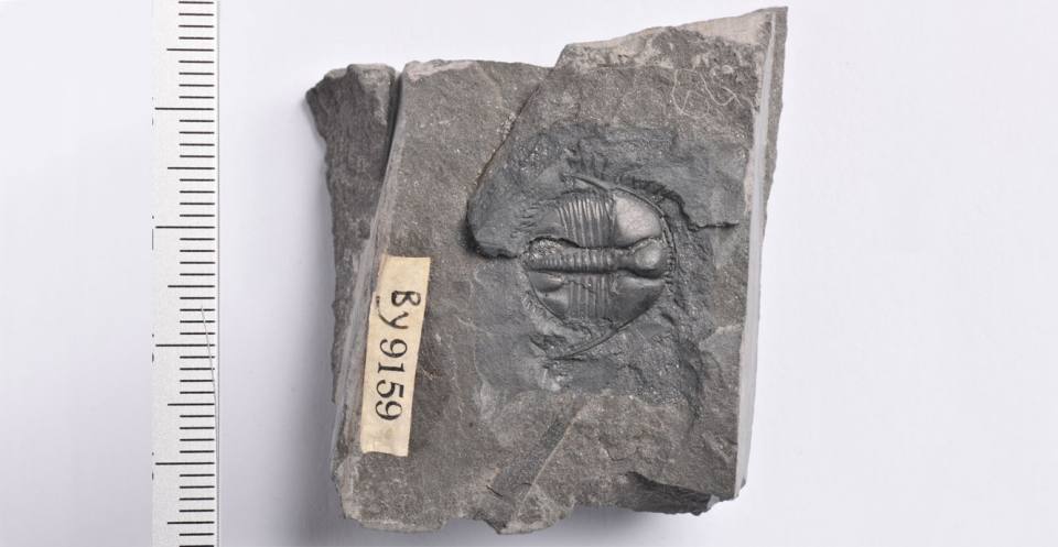 Trinucleus, un trilobite, senza occhi, che visse nel fango o a grandi profondità. Aveva spine per il supporto, e una frangia con pozzi, forse per gli organi sensoriali. (x3).