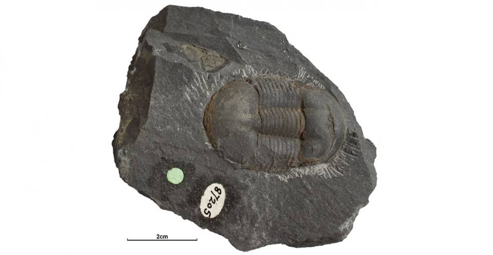 Ectillaenus bergaminus Whittard. (BGS GSM87205a – Holotype). Série d'Arenig (Période ordovicienne) (465,5–477,7 Ma B.P.) Voir fossiles 3D en ligne. Fossiles de type GB3D.