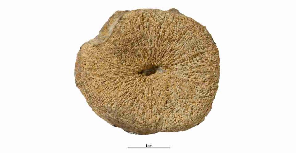Cyclolites cupuliformis. (OUM J.41497 – Holotype). Pliensbachian Age (Jurassic Period) (182.7 – 190.8 Ma B.P.) See 3D fossils online.