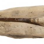 Belemnites microstylus. (OUM J.38090 – Syntype). Toarcian Age (Jurassic Period) (174.1 – 182.7 Ma B.P.)