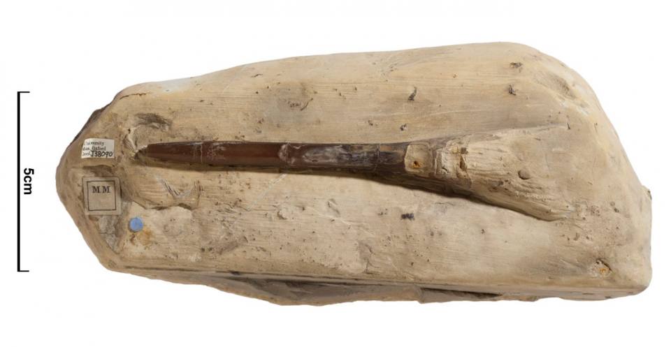 Belemnites microstylus. (OUM J.38090 – Syntype). Toarcian Age (Jurassic Period) (174.1 – 182.7 Ma B.P.)