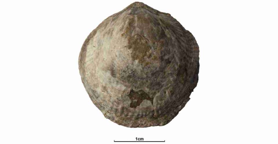 Atrypa reticularis var. (SM A 11629 – Holotype). Ludlow Epoch (Silurian Period) (423.6 – 427.4 Ma B.P.) See 3D fossils online.