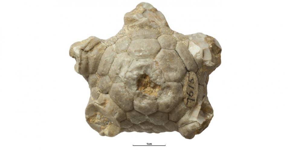 Amphoracrinus portlocki Wright. (BGS GSM7615 – Holotype). Dinantian Subsystem (Carboniferous Period) (326.4 – 359.2 Ma B.P.) See 3D fossils online.