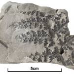 Sphenopteris coriacea Marrat. (LIVCM 8.7.70.AC – Holotype.) Pennsylvanian Subperiod (Carboniferous Period) (298.9 – 323.2 Ma B.P.) See 3D fossils online. GB3D Type Fossils.